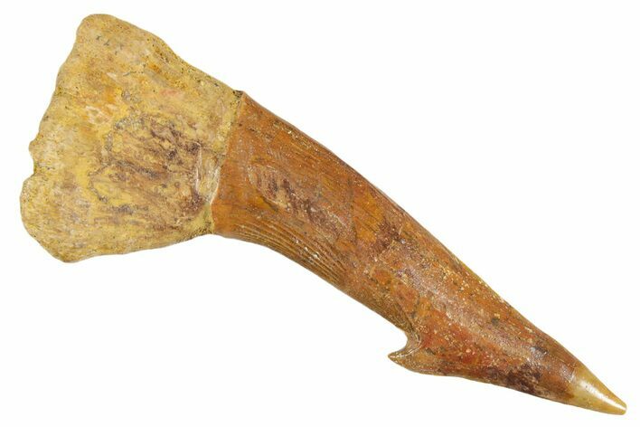 Bargain, Fossil Sawfish (Onchopristis) Rostral Barb - Morocco #356463